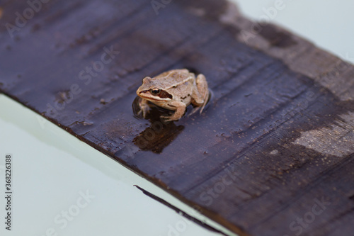 A small brown frog sitting on a Board floating on the water photo