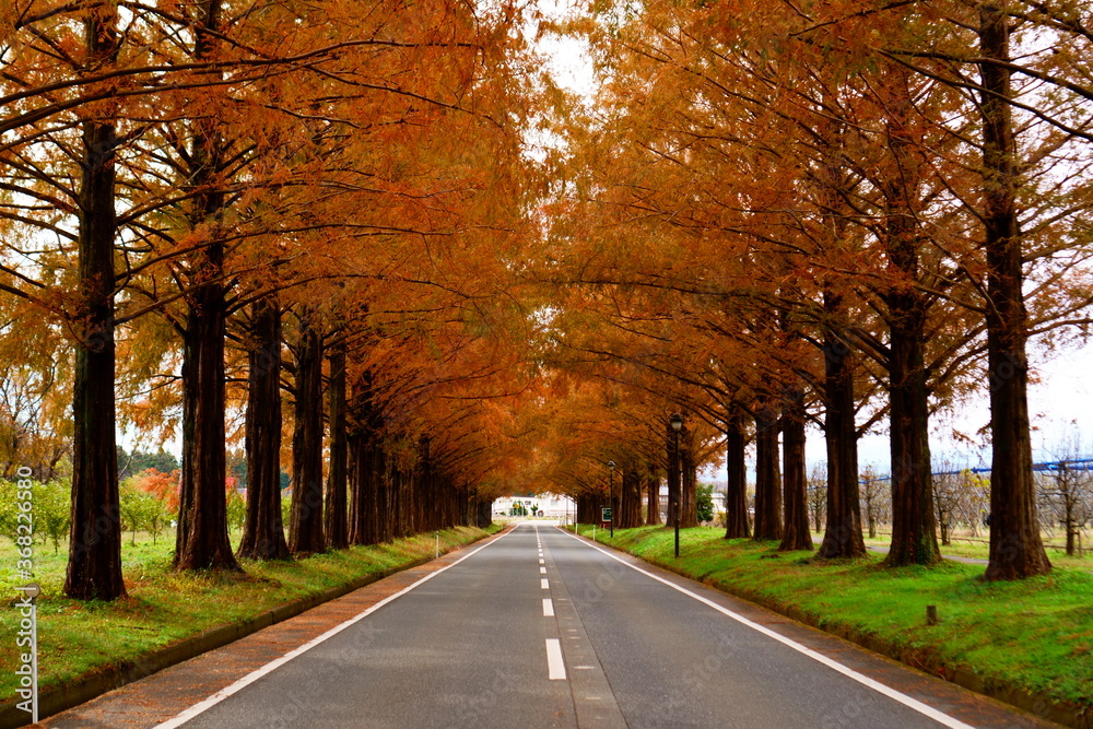 紅葉のメタセコイヤ並木