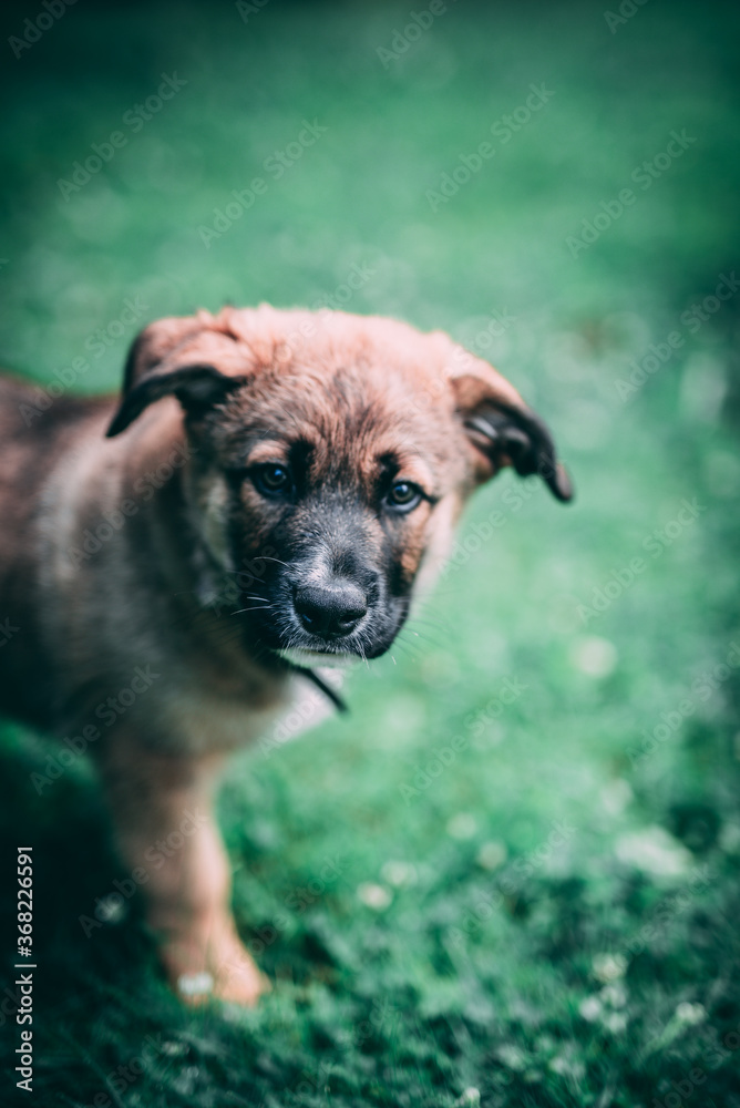 Obraz premium Dog in a park