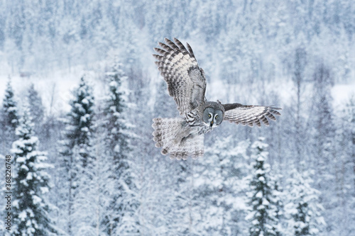 A large and graceful bird of prey Great Grey Owl  Strix nebulosa  flying over wintery taiga landscape near Kuusamo in Northern Finland. 