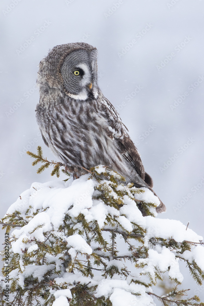 A portrait of a majestic Great Grey Owl (Strix nebulosa) in a winter wonderland of Finnish taiga forest, Northern Europe. A portrait of a majestic Great Grey Owl (Strix nebulosa) in a winter wonderland of Finnish taiga forest, Northern Europe.