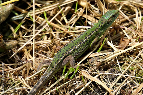 Closeup female western green lizard on the ground in the wild in the south of Switzerland near Italy