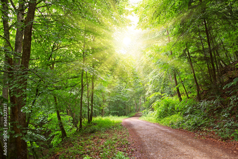 Fototapeta premium Sunshine in the summer forest with trees and grass.