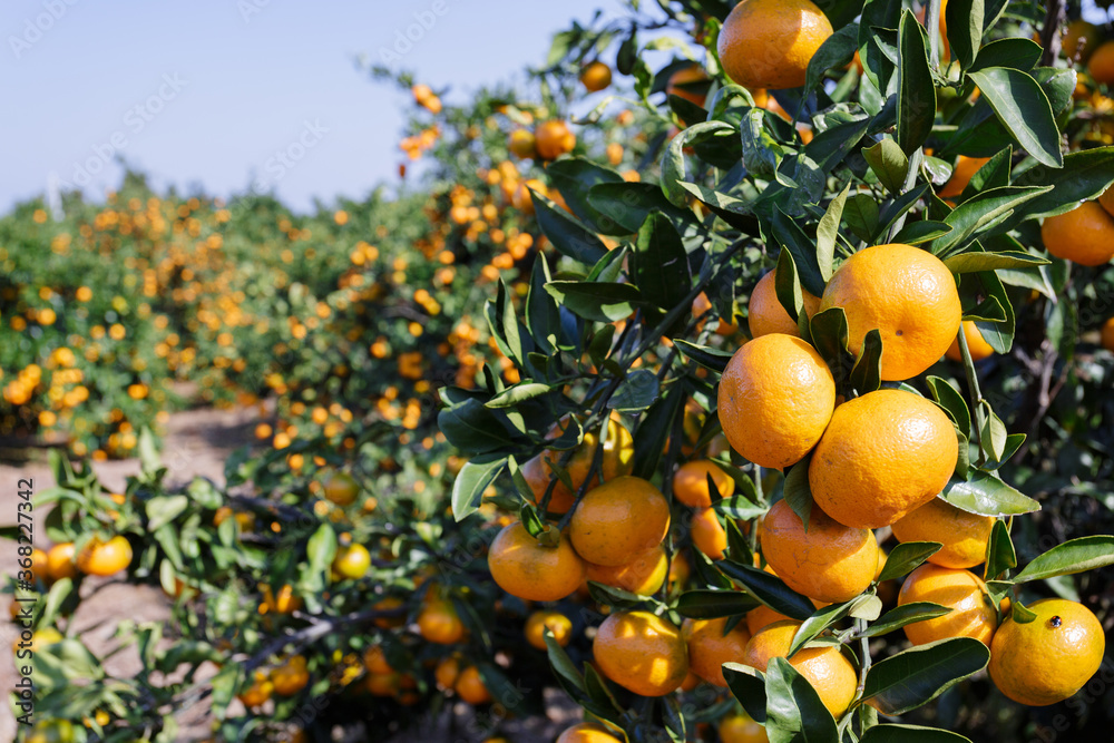 winter fruit tangerines rich in vitamin C