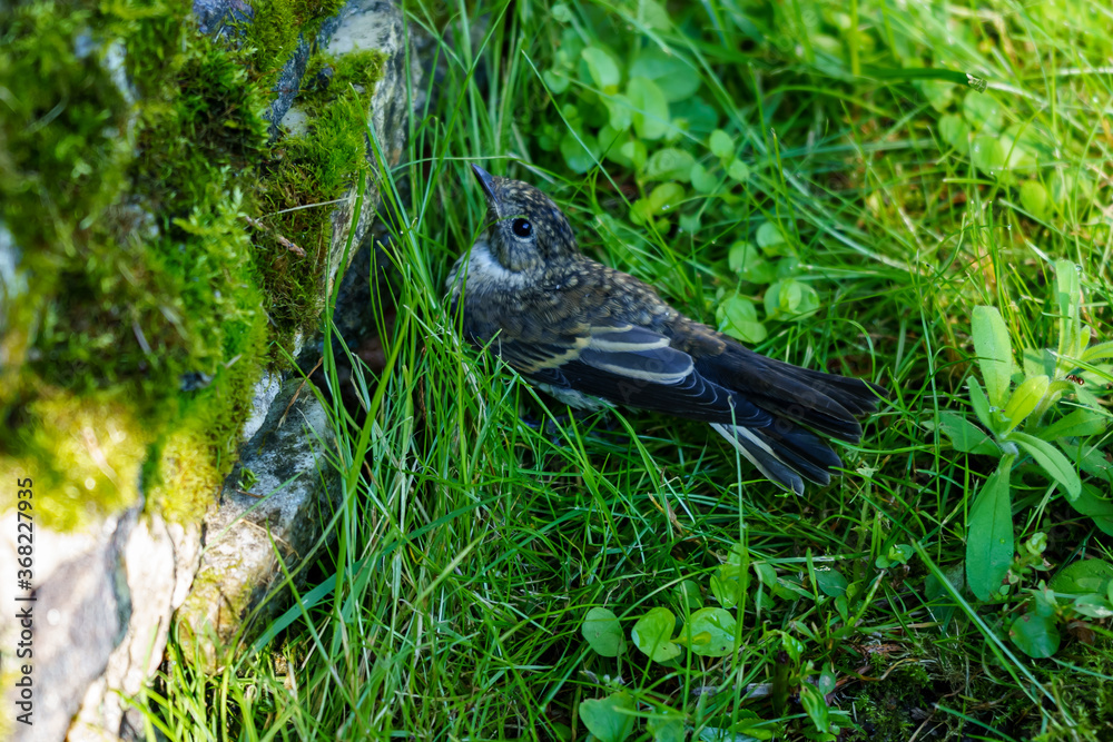 Obraz premium A thrush nestling that cannot fly tries to hide in the grass