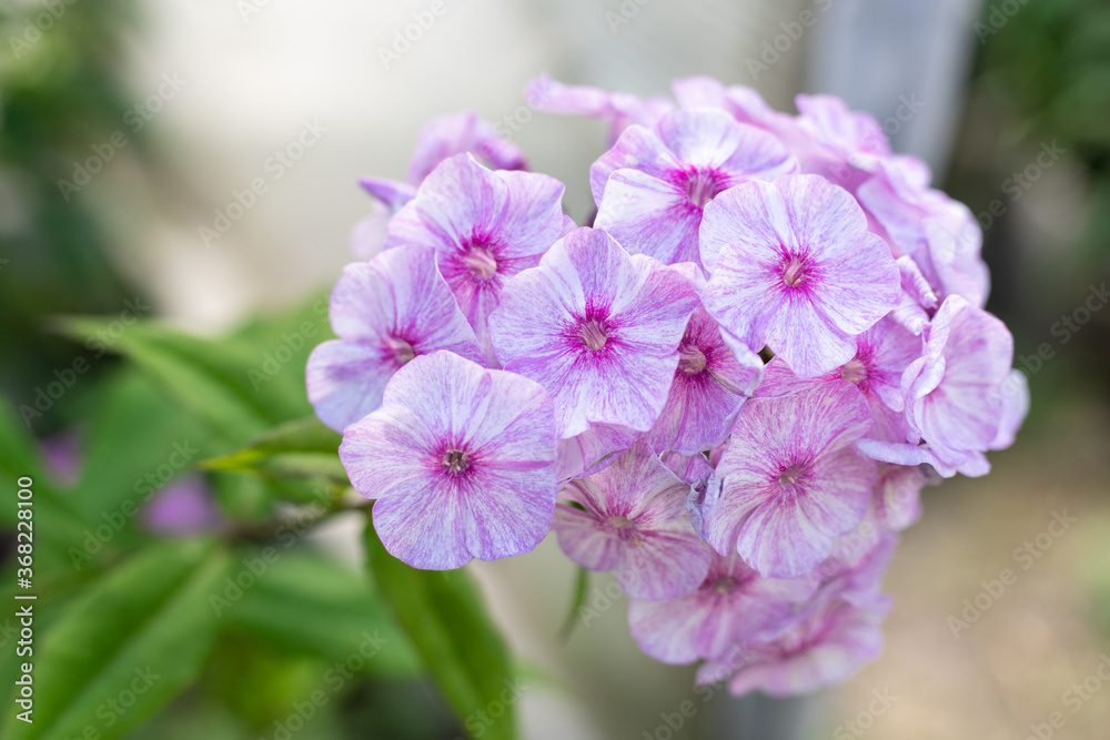 small pink flowers in garden small pink flowers in garden