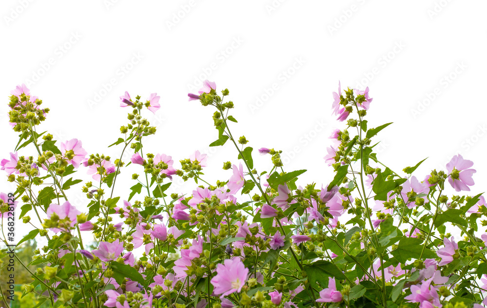 custom made wallpaper toronto digitalPhlox. Small pink flowers isolated on white background.