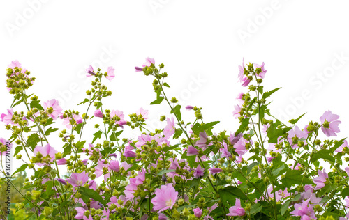 Wallpaper Mural Phlox. Small pink flowers isolated on white background. Torontodigital.ca
