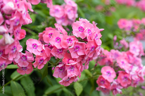 Phlox. Small pink flowers in garden. © Anna
