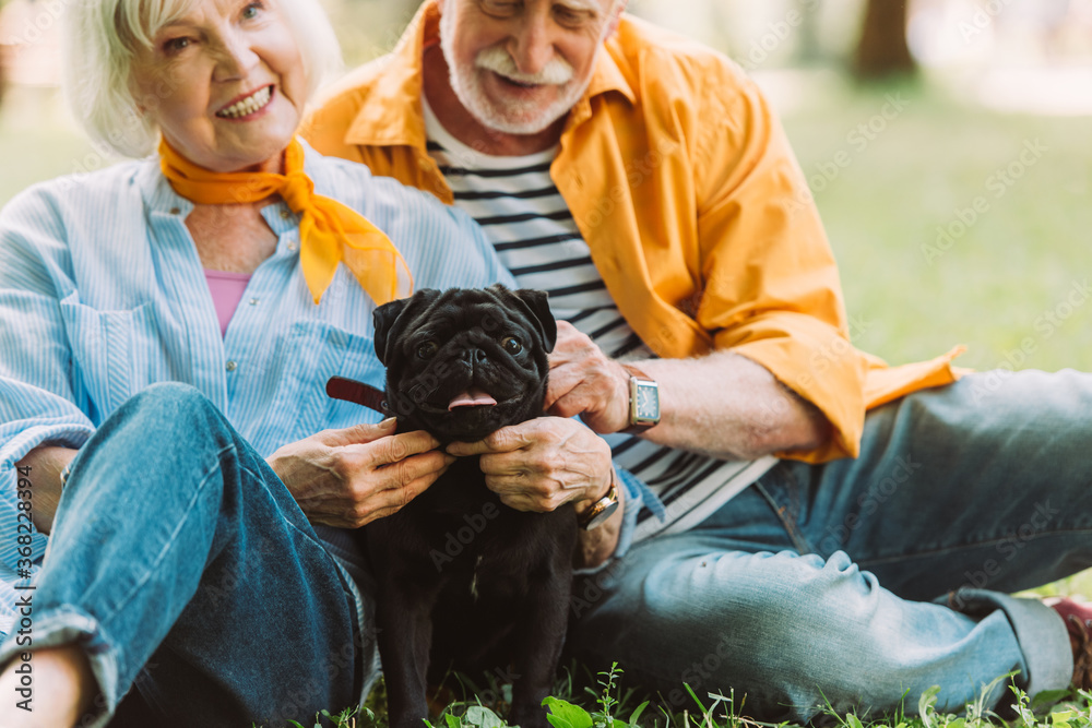 Selective focus of smiling elderly woman petting pug dog near husband on grass in park Selective focus of smiling elderly woman petting pug dog near husband on grass in park