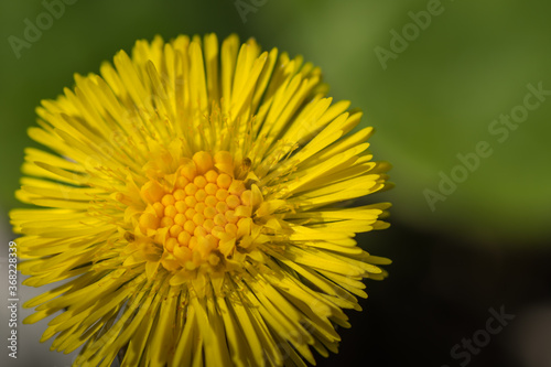 bee pollen from a coltsfoot blossom