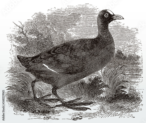 Eurasian coot, fulica atra in side view standing in a waterside grassland, after an antique illustration from the 19th century