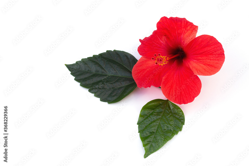 Bright red hibiscus on a white isolated background Bright red hibiscus on a white isolated background