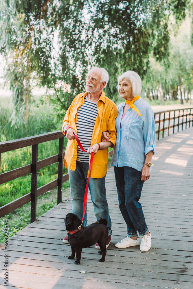 Smiling elderly couple with pug dog on leash walking on wooden bridge in park at summer