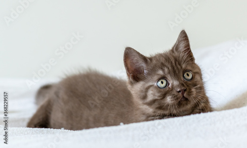 Portrait of cute brown british short hair kitten of two months old. Selective focus.