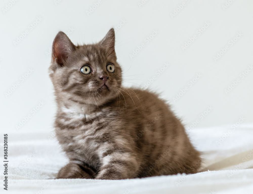 Fototapeta premium Portrait of cute brown british short hair kitten of two months old. Selective focus.