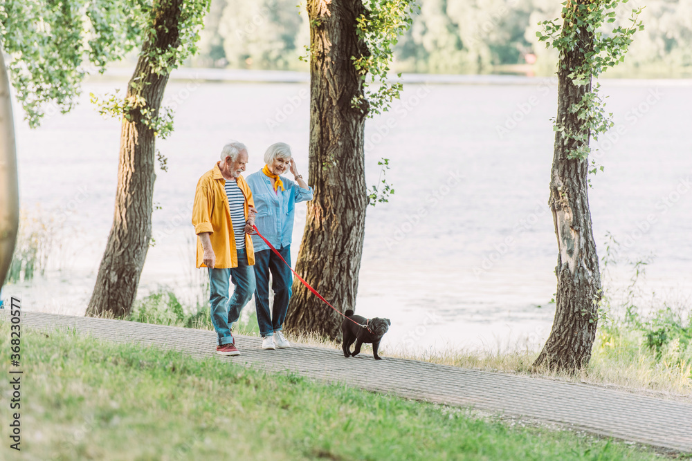 Selective focus of smiling senior woman walking near husband and pug dog on leash in park during summer - obrazy, fototapety, plakaty 