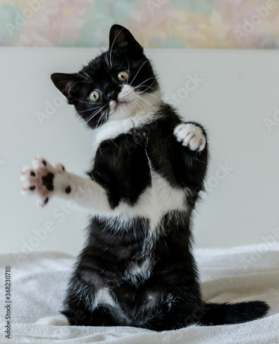 Portrait of cute bicolor british short hair kitten of two months old. Selective soft focus. black and white cat