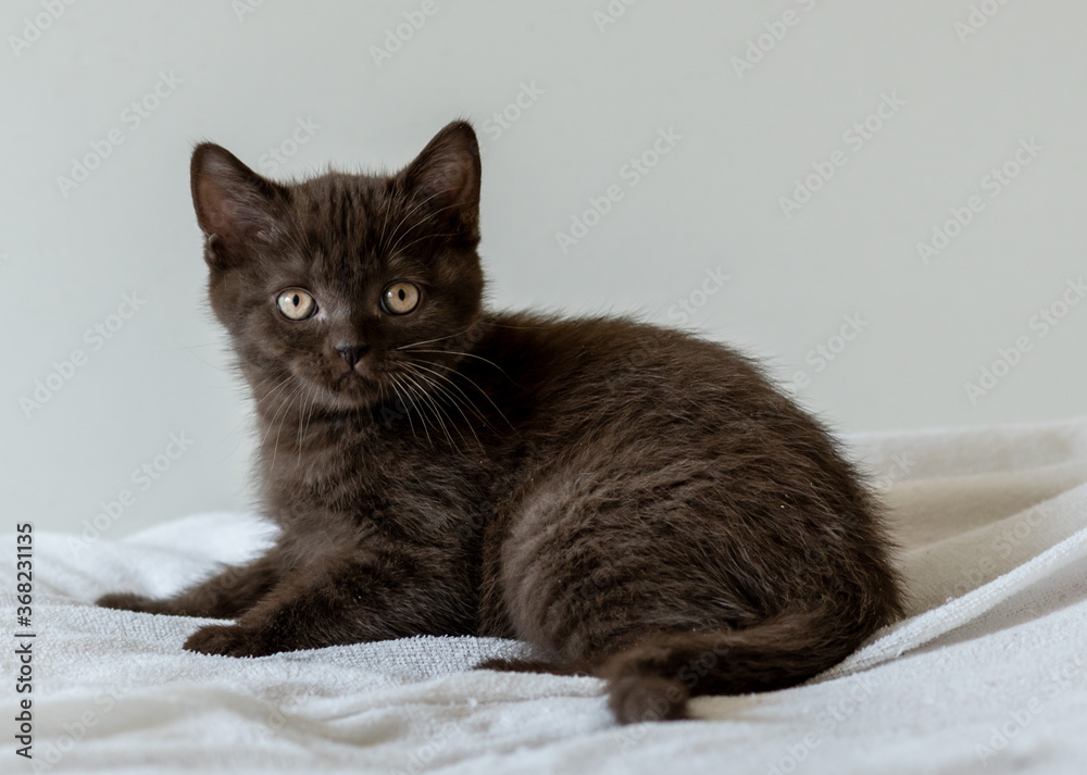 Portrait of cute  chocolate british short hair kitten of two months old. Selective focus.