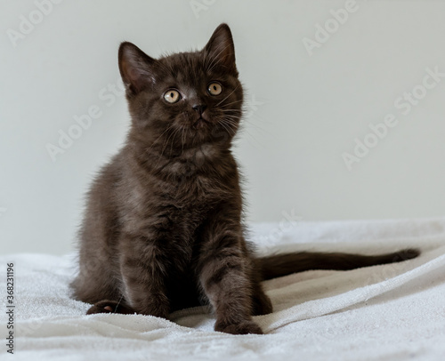 Portrait of cute chocolate british short hair kitten of two months old. Selective focus.