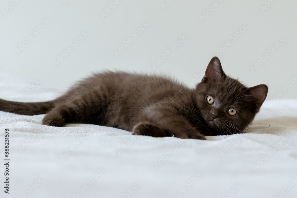 Portrait of cute  chocolate british short hair kitten of two months old. Selective focus.