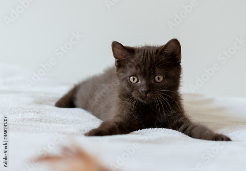 Portrait of cute  chocolate british short hair kitten of two months old. Selective focus. © Anna