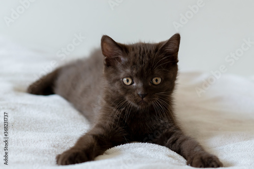 Portrait of cute  chocolate british short hair kitten of two months old. Selective focus. © Anna