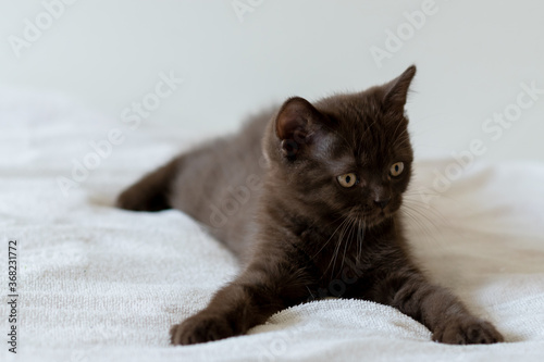 Portrait of cute chocolate british short hair kitten of two months old. Selective focus.