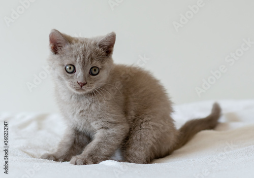 Portrait of cute lilac british short hair kitten of two months old. Selective focus.