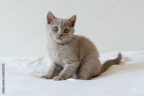 Portrait of cute lilac british short hair kitten of two months old. Selective focus.