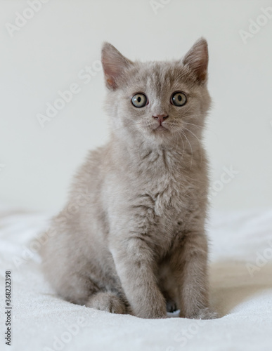 Portrait of cute lilac british short hair kitten of two months old. Selective  focus.