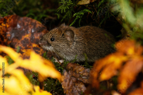 A small rodent Bank vole, Myodes glareolus in a colorful Estonian boreal forest. 