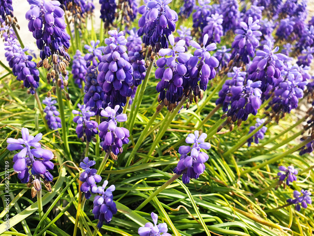 Obraz premium Blue and white flowers of Muscari neglectum or Grape hyacinth blooming in the garden.