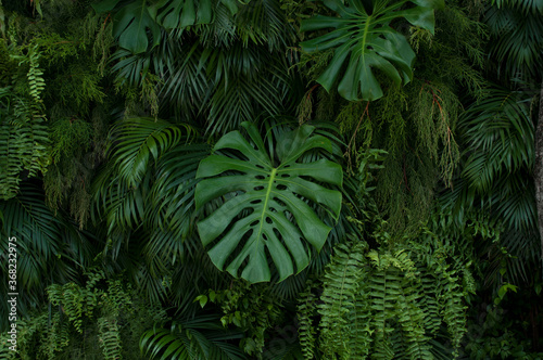 Monstera philodendron s green leaves. Planting in a tropical botanical garden. 