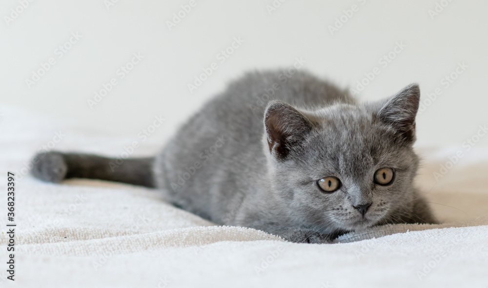 Portrait of cute blue british short hair kitten of two months old. Selective  focus.