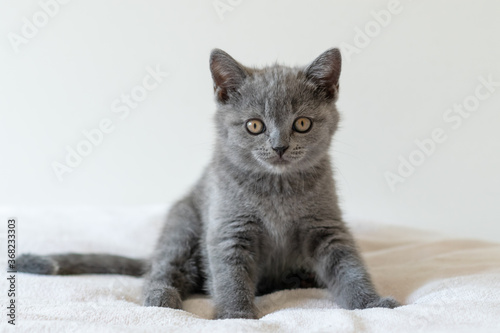 Portrait of cute blue british short hair kitten of two months old. Selective  focus. © Anna
