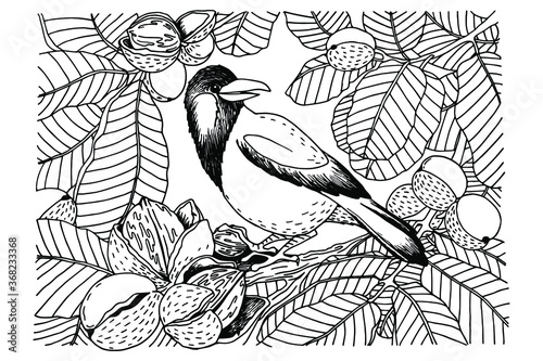 coloring book, bird, crow, jackdaw, sitting on a tree, in walnut leaves, nuts on branches in shells, black and white drawing, sketch, antistress, vector illustration