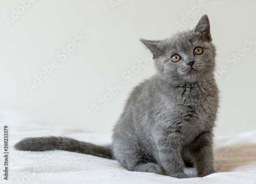 Portrait of cute blue british short hair kitten of two months old. Selective focus.