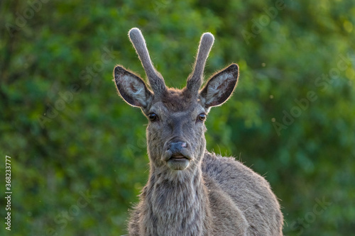 Red deer standing. Red deer at the Oostvaardersplassen in the Netherlands.