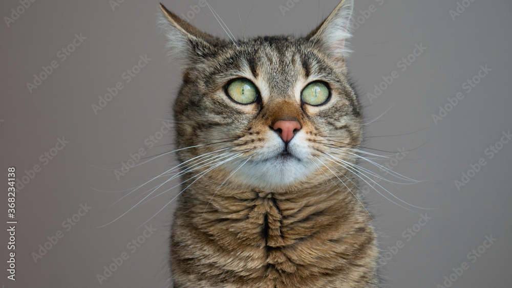 Portrait of a cat with green eyes.