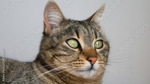 Close up portrait of a striped cat with green eyes on a gray background.