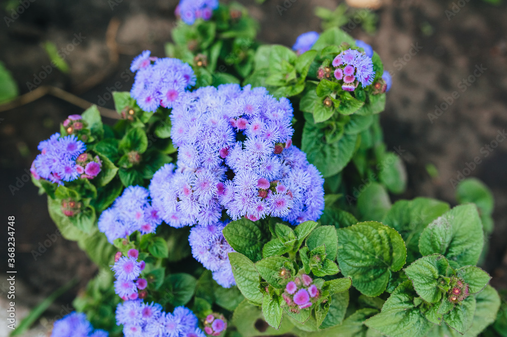 Beautiful purple ageratum grows and blooms in the garden outdoors. Beautiful purple ageratum grows and blooms in the garden outdoors.