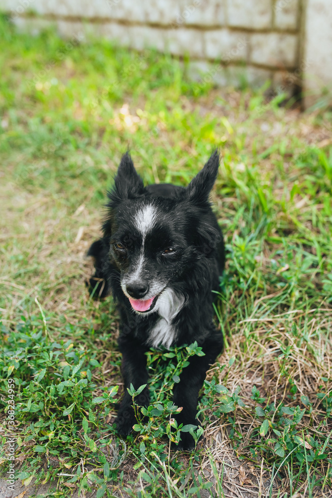 A beautiful black-and-white purebred dog, a mongrel with long hair, lies on the grass and rests in the summer outdoors, sticking out his tongue. A beautiful black-and-white purebred dog, a mongrel with long hair, lies on the grass and rests in the summer outdoors, sticking out his tongue.
