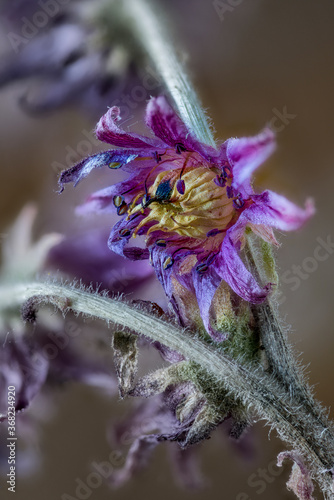 Dried flowers of Sempervivum arachnoideum photo