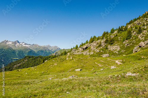 Ftan, Alp Laret, Wanderweg, via Engiadina, Alpen, Bergwiesen, Bergkräuter, Alm, Schweizer Berge, Unterengadin, Graubünden, Sommer, Schweiz