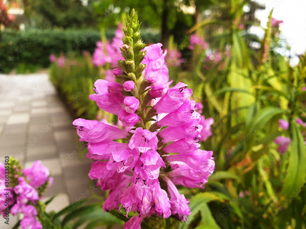 Obraz premium A sprig of pink Physostegia virginiana or False dragonhead flowers in the garden.