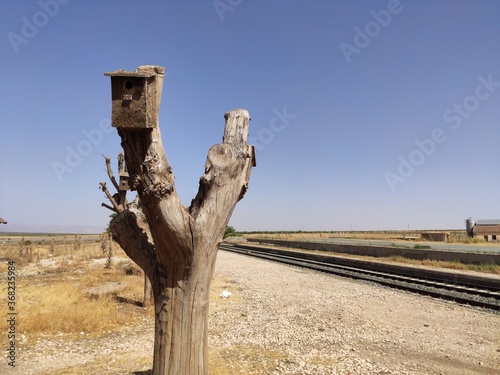 old tree in the desert