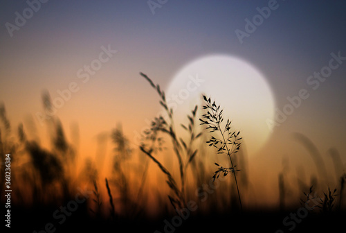 Grass silhouette against the setting sun.