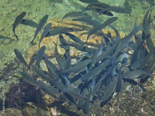 Shoal of fish (Mugil cephalus) on a rock background photo