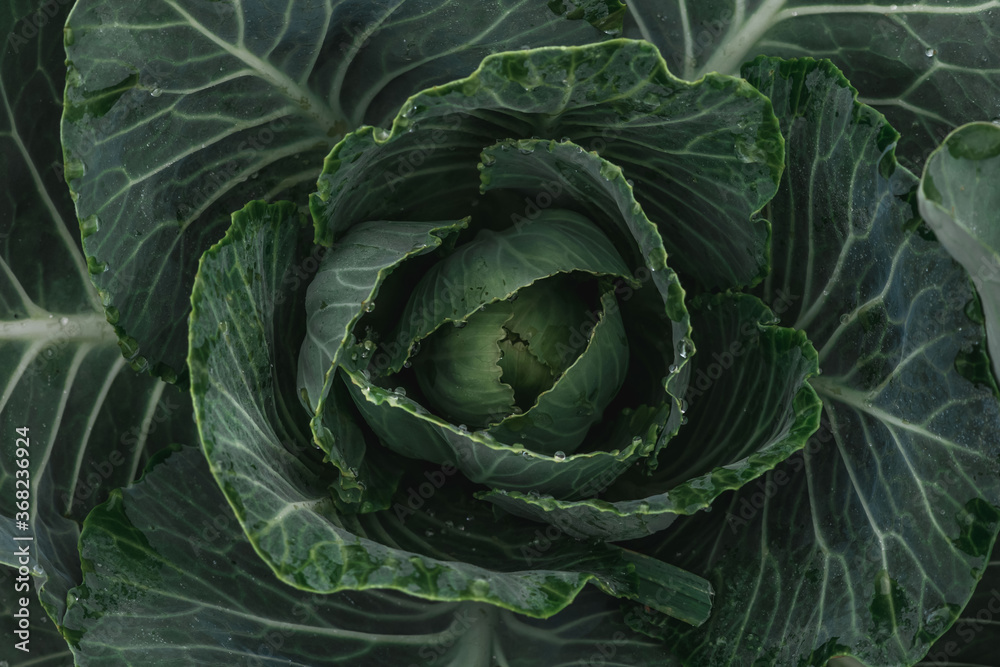 Fototapeta premium Gardening and agriculture concept. Green leaves of young cabbage, top view. Natural background
